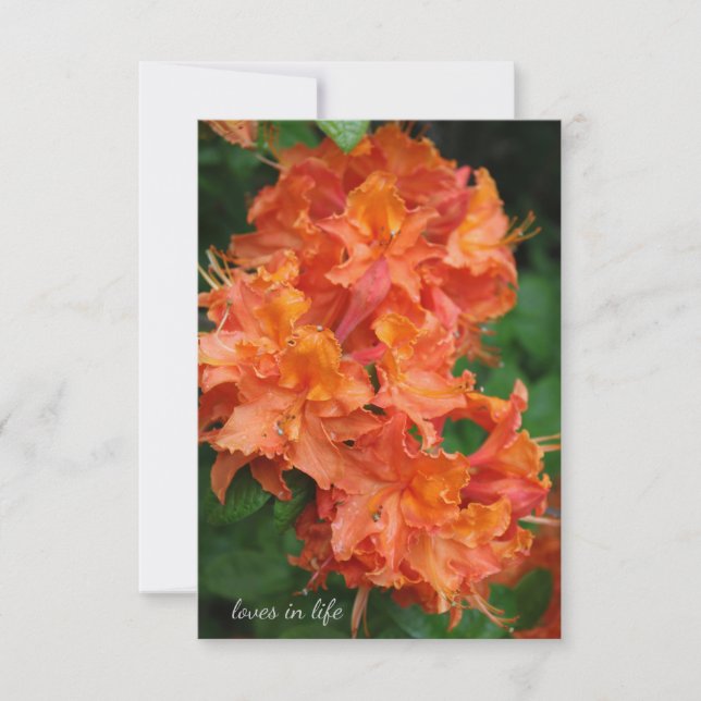 Orange Rhododendron Anteckningskort (Framsida)