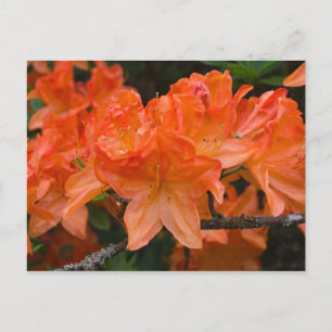 Orange Rhododendron-blomsterkort Vykort