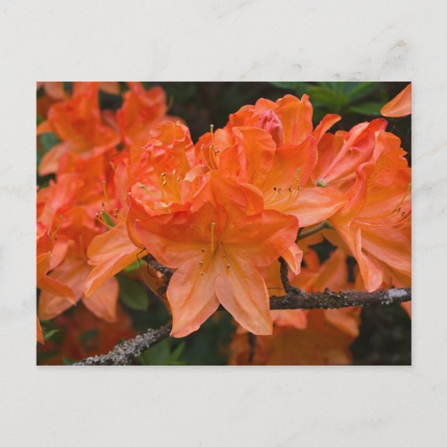 Orange Rhododendron-blomsterkort Vykort (Framsida)