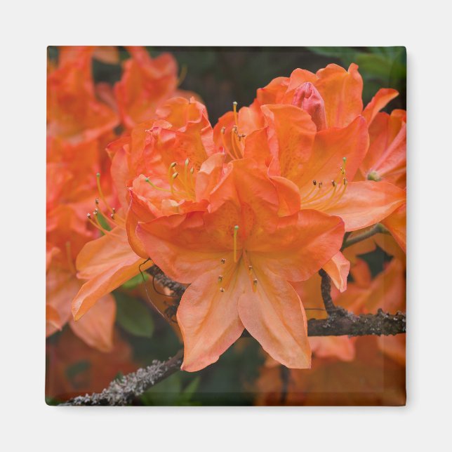 Orange Rhododendron Flower Magnet (Framsidan)