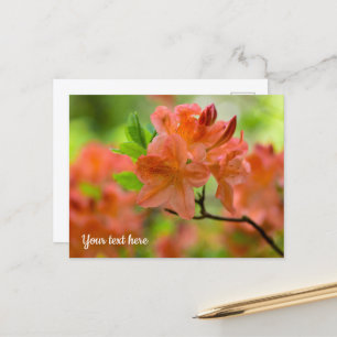 Orange Rhododendron Julkort Vykort