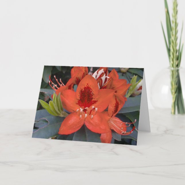 Orange Rhododendron-kort Kort (Framsida)