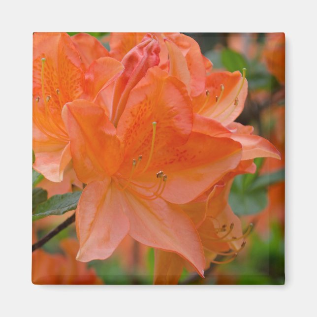Orange Rhododendron Lemonara Flowers Magnet (Framsidan)