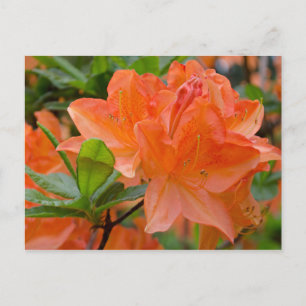 Orange Rhododendron Lemonara Flowers Postcard Vykort