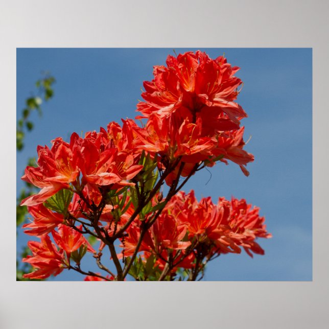 "Orange Rhododendron" Poster (Framsidan)
