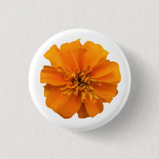 Orange Ringblomma Blomma Vit Knapp