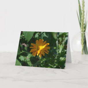 Orange Ringblomma (Calendula officinalis) Kort