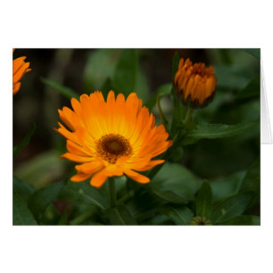 Orange ringblomma Orangefarbene Ringelblume Hälsningskort