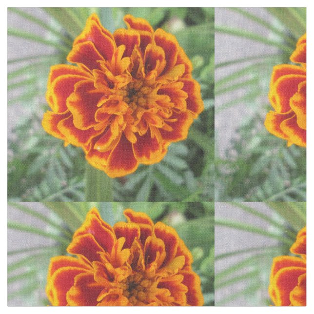 Orange ringblommablomma tyg (Närbild)