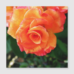 Orange ro blomma