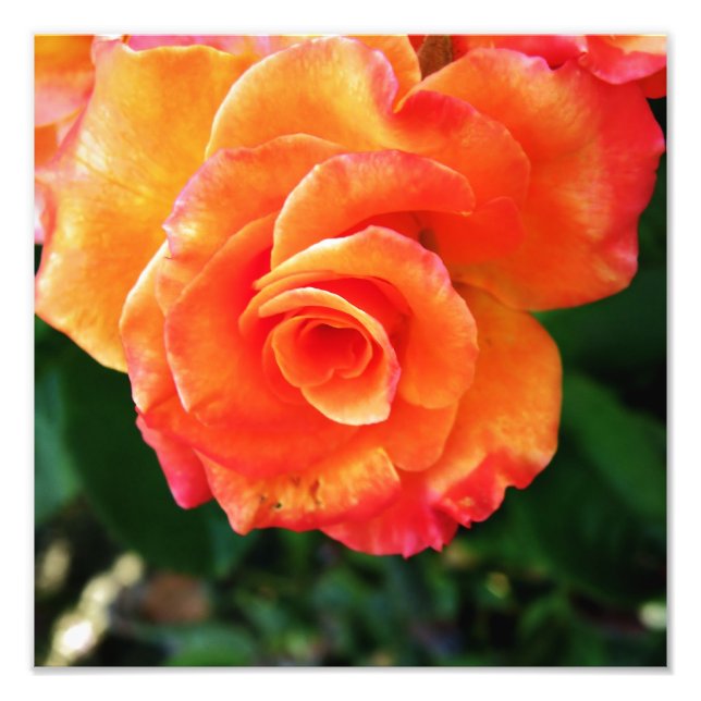 Orange ro blomma fototryck (Framsidan)