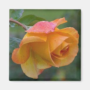 ORANGE RO BLOMMIGT 2 MAGNET