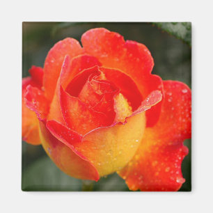 Orange Ro Blommigt Magnet