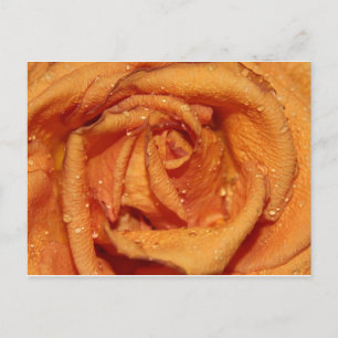 Orange Ro-dammar Vykort