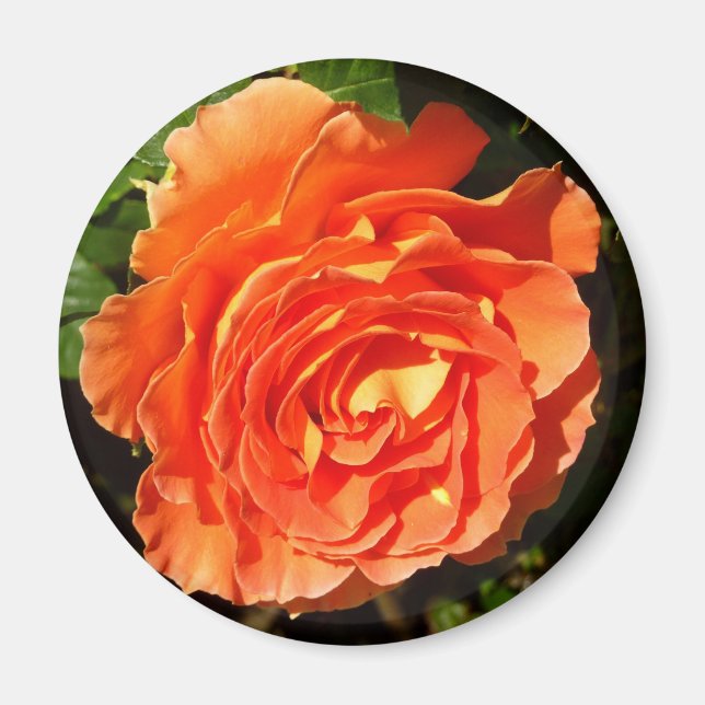 ORANGE RO I SÖT BLOMMIGT MAGNET (Framsidan)