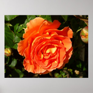 ORANGE RO I SÖT BLOMMIGT POSTER