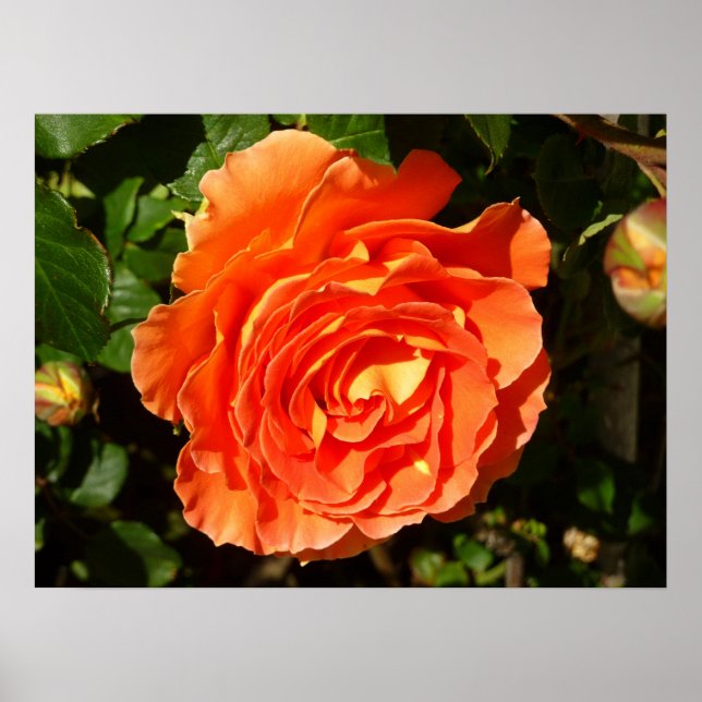 ORANGE RO I SÖT BLOMMIGT POSTER (Framsidan)
