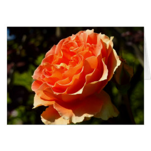 Orange Ro II Vackra Blommigten Hälsningskort