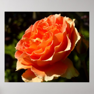 Orange Ro II Vackra Blommigten Poster