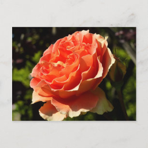Orange Ro II Vackra Blommigten Vykort
