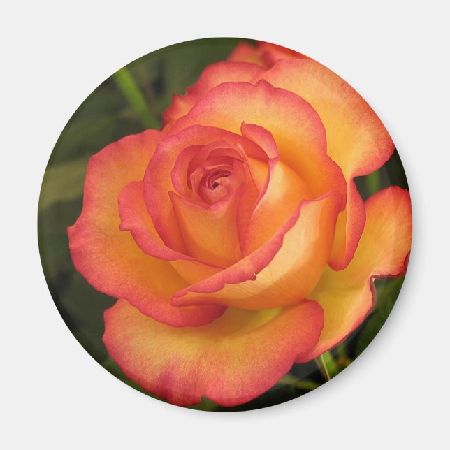 Orange Ro Magnet (Framsidan)
