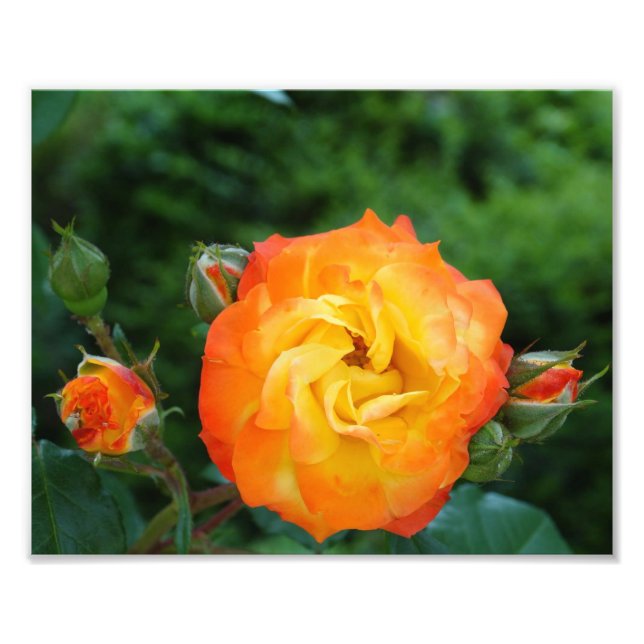 Orange Ro Meditation Photo Wall Decor Fototryck (Framsidan)