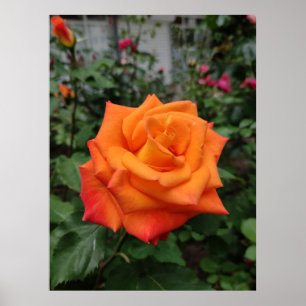 Orange ro poster