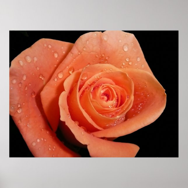 Orange Ro Poster (Framsidan)