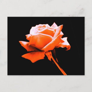 Orange Ro Vykort