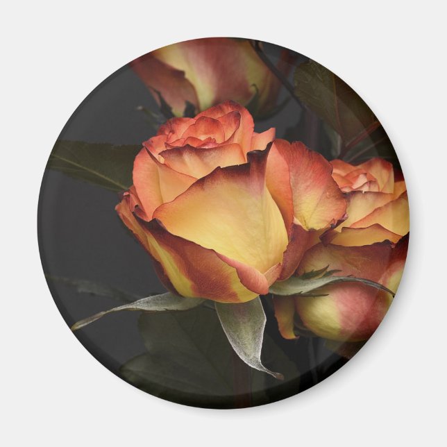 Orange, röda och gula rosor magnet (Framsidan)
