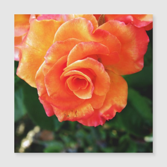 Orange ros blomma (Framsida)