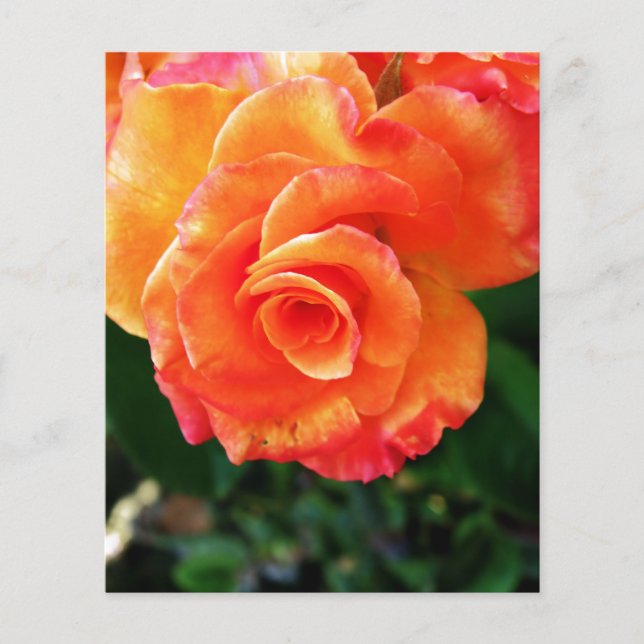 Orange ros flygblad (Framsidan)