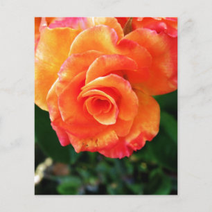 Orange ros flygblad