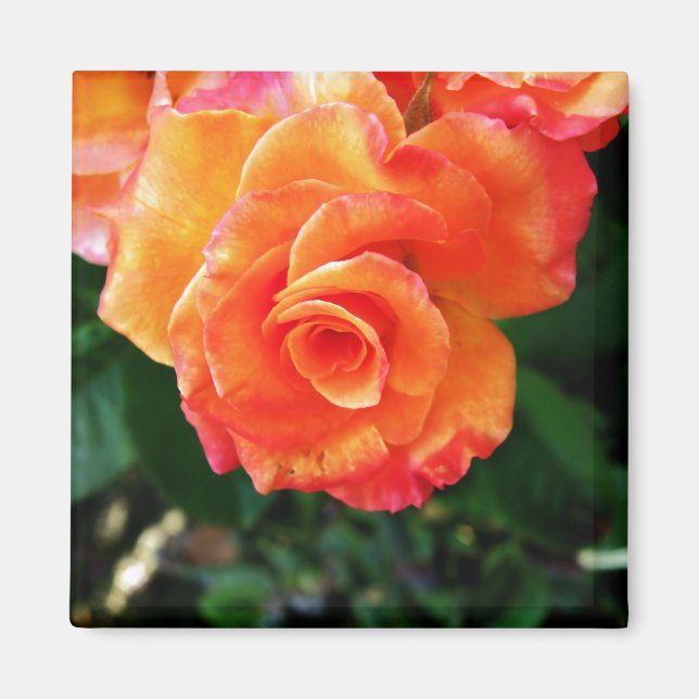 Orange ros magnet (Framsidan)