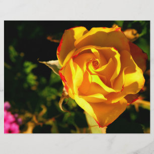 Orange ros reklamblad