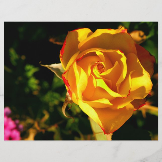 Orange ros reklamblad (Framsidan)
