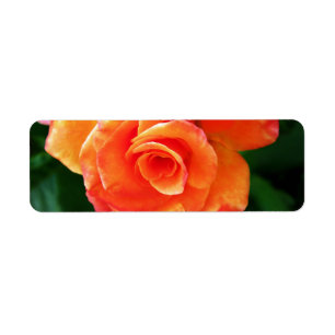 Orange ros returadress etikett
