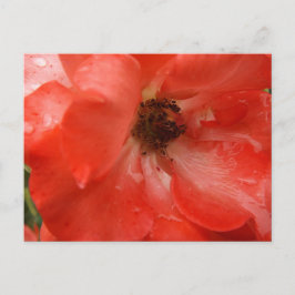 Orange Rosa Postkort Vykort