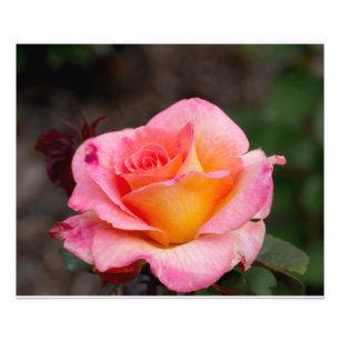 Orange Rosa ros Fototryck