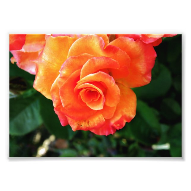 Orange rosblomma fototryck (Framsidan)