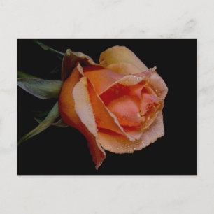 Orange Rose 3 Vykort