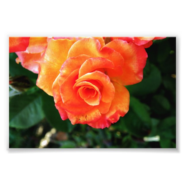 Orange Rose Fotografering Fototryck (Framsidan)