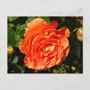 Orange Rose I Vacker Blomma Vykort