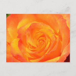 Orange Rose Vykort