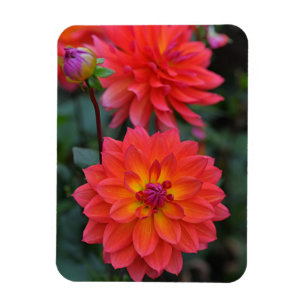 Orange, rött, Gult Dahlia Flower Magnet