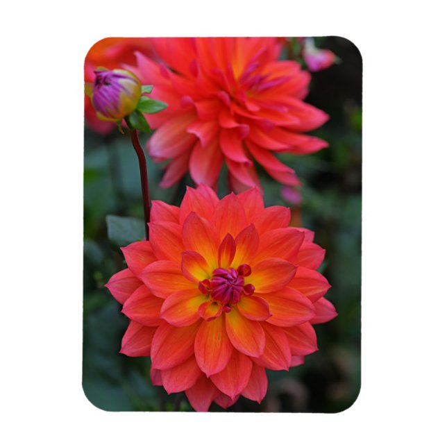 Orange, rött, Gult Dahlia Flower Magnet (Vertikal)