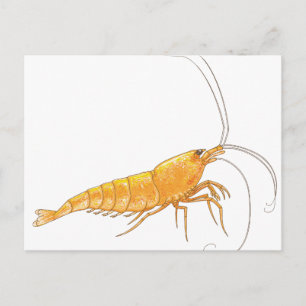 Orange Sakura Shrimp Vykort