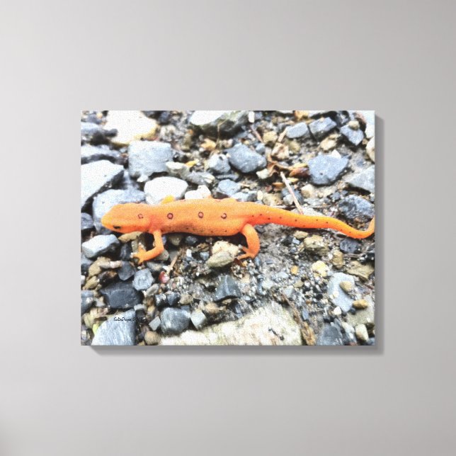 Orange Salamander Canvastryck (Framsida)