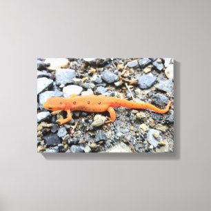 Orange Salamander Canvastryck