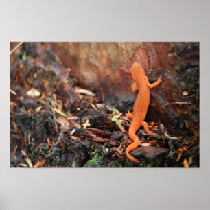 Orange Salamander Poster